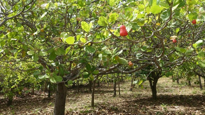 Cashew trees with fruit on cashew plot.