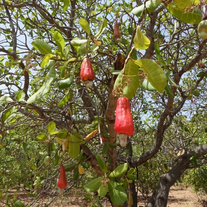 Cashew tree with ripe cashew apples on a plantation in Burkina Faso.